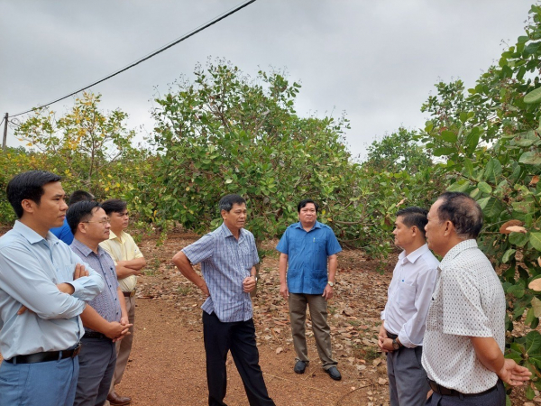 Ban Kinh tế - Ngân sách HĐND tỉnh Bình Phước khảo sát mô hình hỗ trợ liên kết sản xuất nông nghiệp trên địa bàn tỉnh- ẢNH H. NHUNG